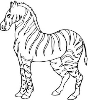 Zebra boyama sayfası, Zebra coloring page, Temel Zebra, 