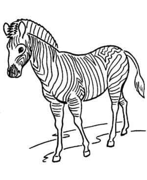 Zebra boyama sayfası, Zebra coloring page, Yürüyen Zebra Çizimi, 