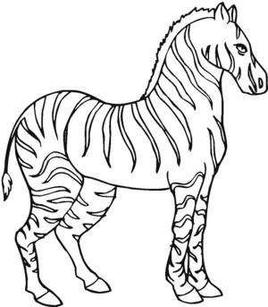 Zebra boyama sayfası, Zebra coloring page, Zebra 3, 