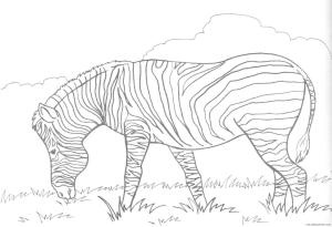 Zebra boyama sayfası, Zebra coloring page, Çim Yiyen Zebra, 