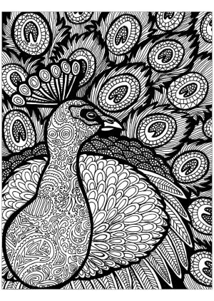 Zentangle boyama sayfası,  coloring page, Zentangle tavus kuşu, 