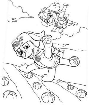 Zuma Paw Patrol boyama sayfası,  coloring page, Zuma ve Arkadaşı Uçuyor, 