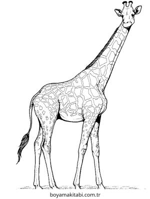 Zürafa boyama sayfası – ücretsiz yazdır, boyama etkinliği