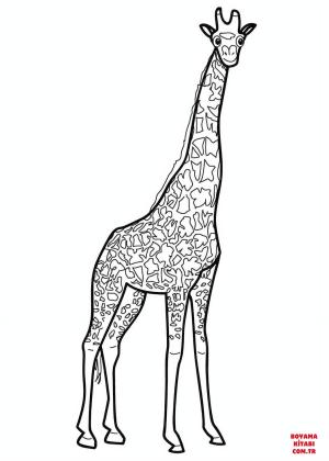 Zürafa boyama sayfası, Giraffes coloring page, , giraffes cute giraffe 