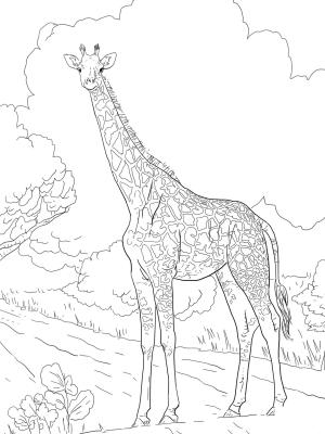 Zürafa boyama sayfası, Giraffes coloring page, , giraffes female masai giraffe 