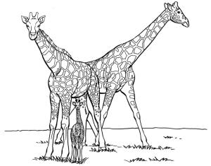 Zürafa boyama sayfası, Giraffes coloring page, Aile Zürafa, 