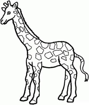 Zürafa boyama sayfası, Giraffes coloring page, Zürafa çizimi, 