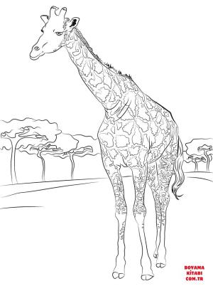 Zürafa boyama sayfası, Giraffes coloring page, , giraffes beautiful giraffe 