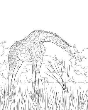 Zürafa boyama sayfası, Giraffes coloring page, , giraffes west african giraffe 