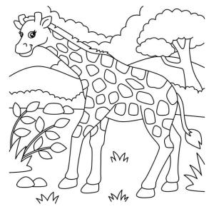 Zürafa boyama sayfası, Giraffes coloring page, Inanılmaz Zürafa, 