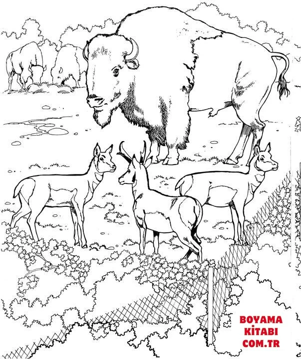 Bufalo boyama sayfası – boyama etkinliği, çocuk aktivitesi