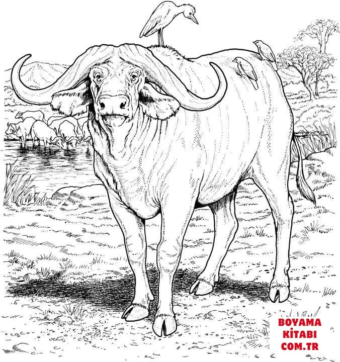 Bufalo boyama sayfası – PDF indir, sevimli karakter