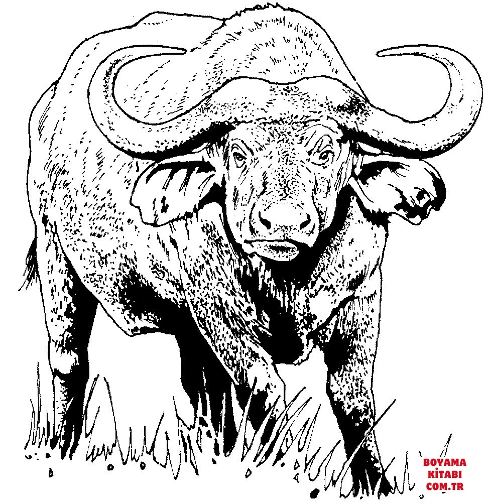 Bufalo boyama sayfası – kolay boyama, eğitici aktivite
