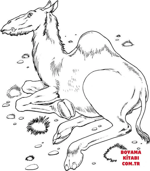 Deve boyama sayfası – ücretsiz yazdır, boyama etkinliği