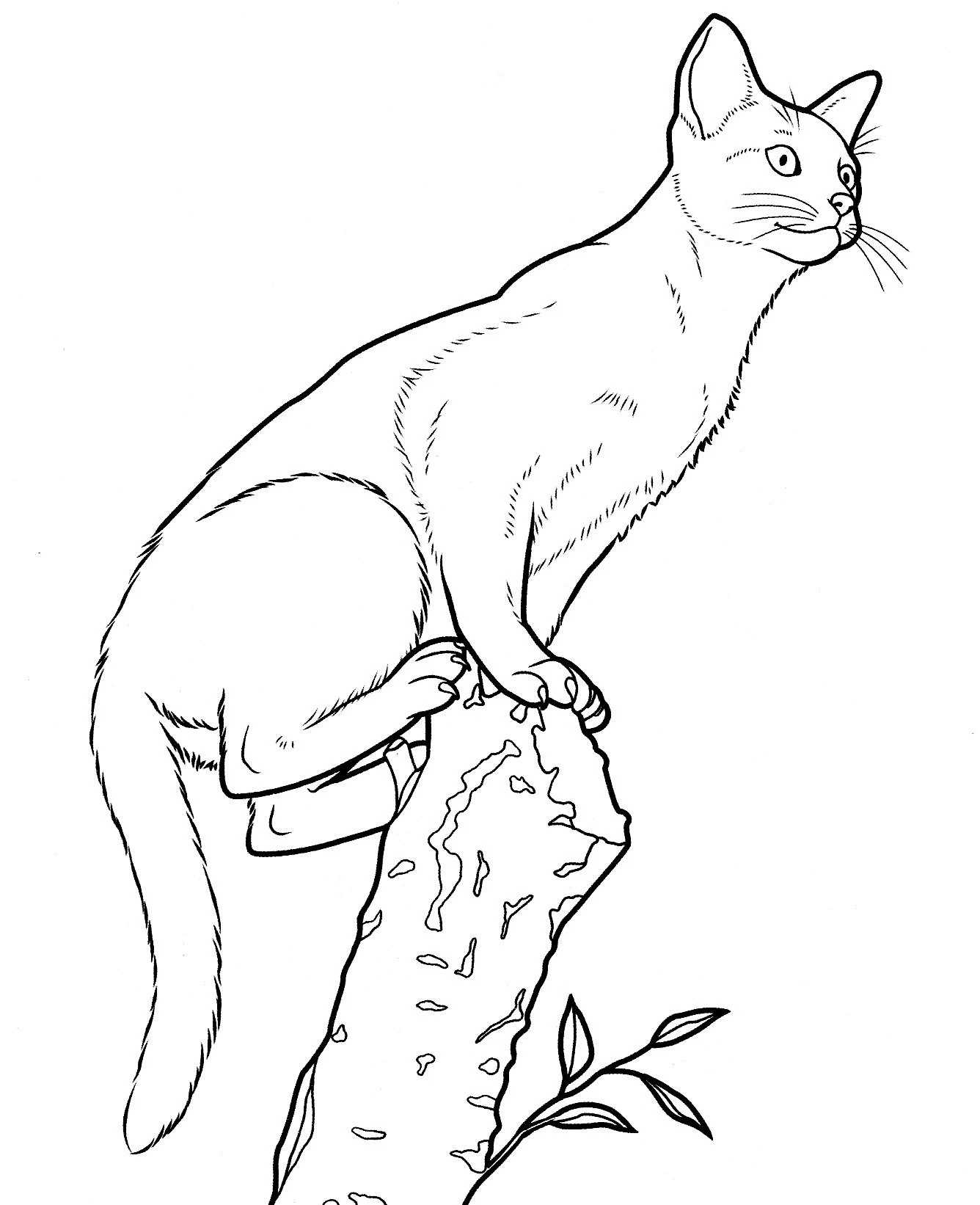 Kedi boyama sayfası – PDF indir, sevimli karakter