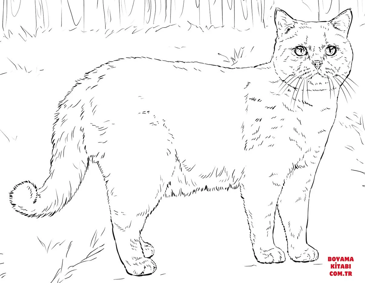 Kedi boyama sayfası – kolay boyama, eğitici aktivite