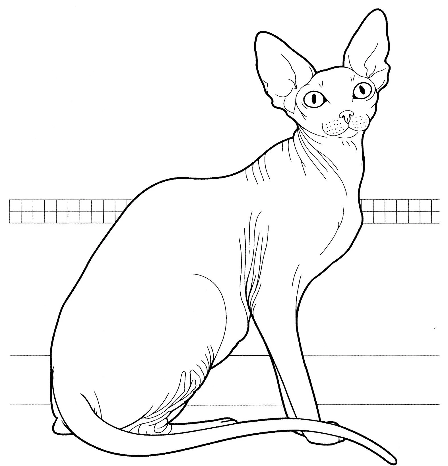 Kedi boyama sayfası – yaratıcılığı geliştirir, keyifli zaman