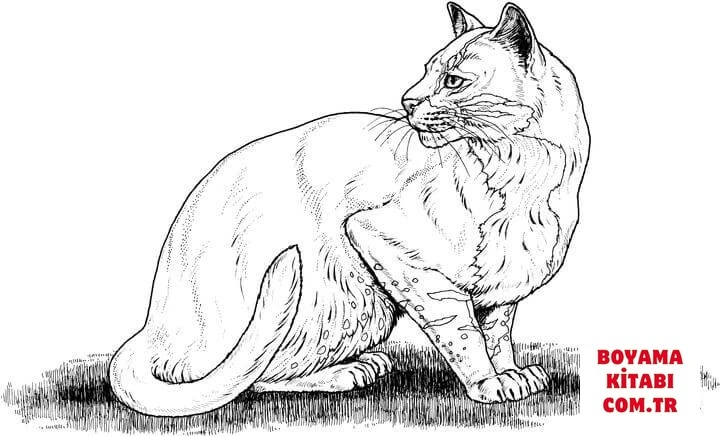 Kedi boyama sayfası – renkli çizimler, okul öncesi