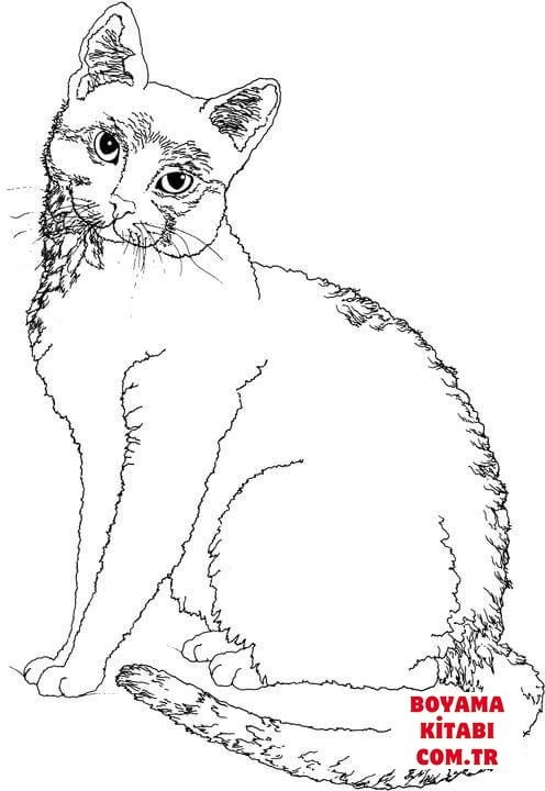 Kedi boyama sayfası – kolay boyama, eğitici aktivite