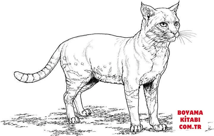Kedi boyama sayfası – yaratıcılığı geliştirir, keyifli zaman