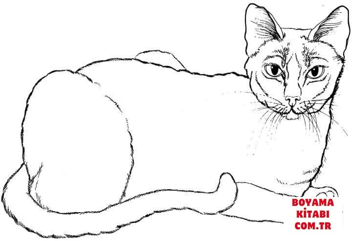 Kedi boyama sayfası – çocuk aktivitesi, PDF indir