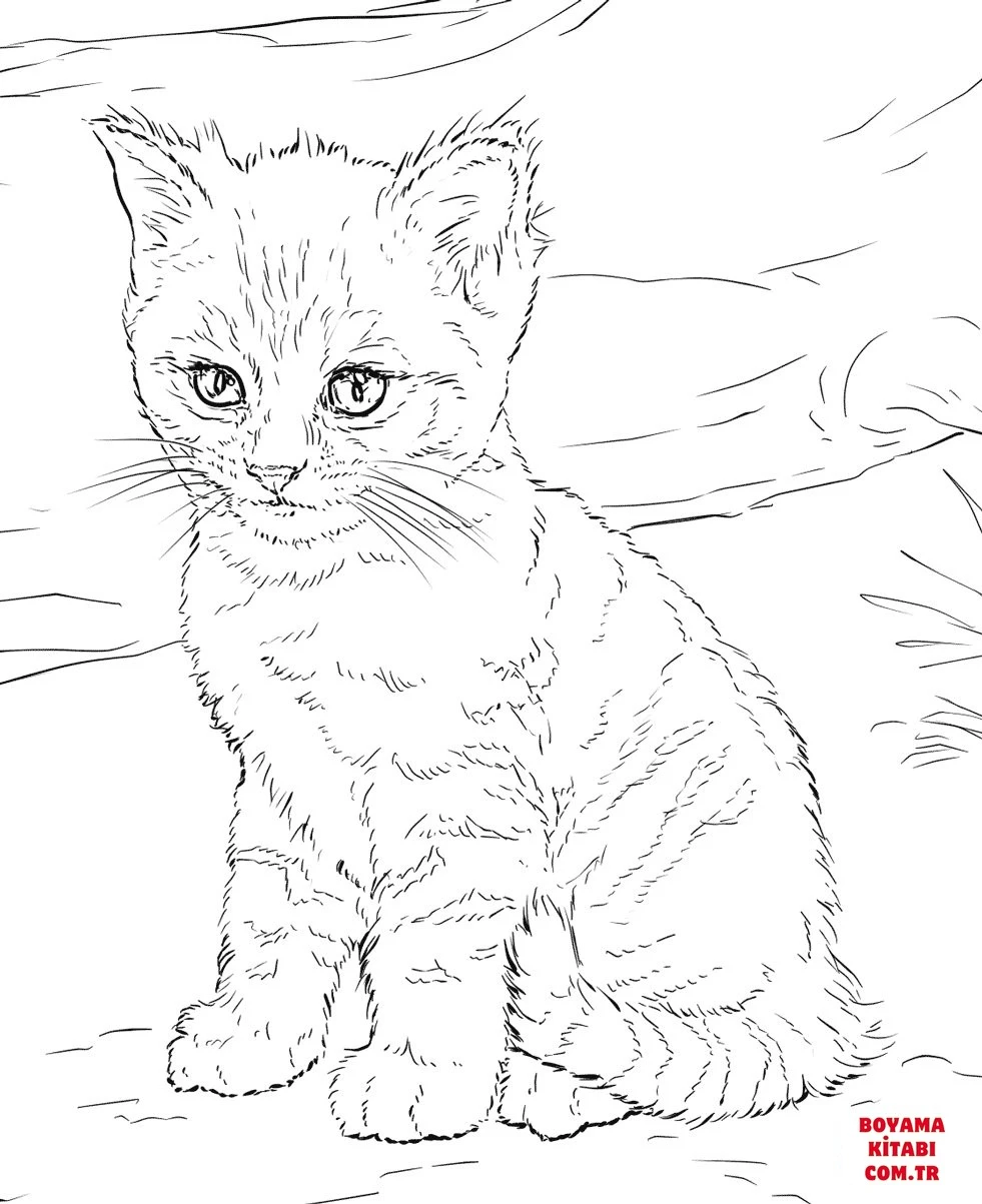Kedi boyama sayfası – eğitici aktivite, yaratıcılık