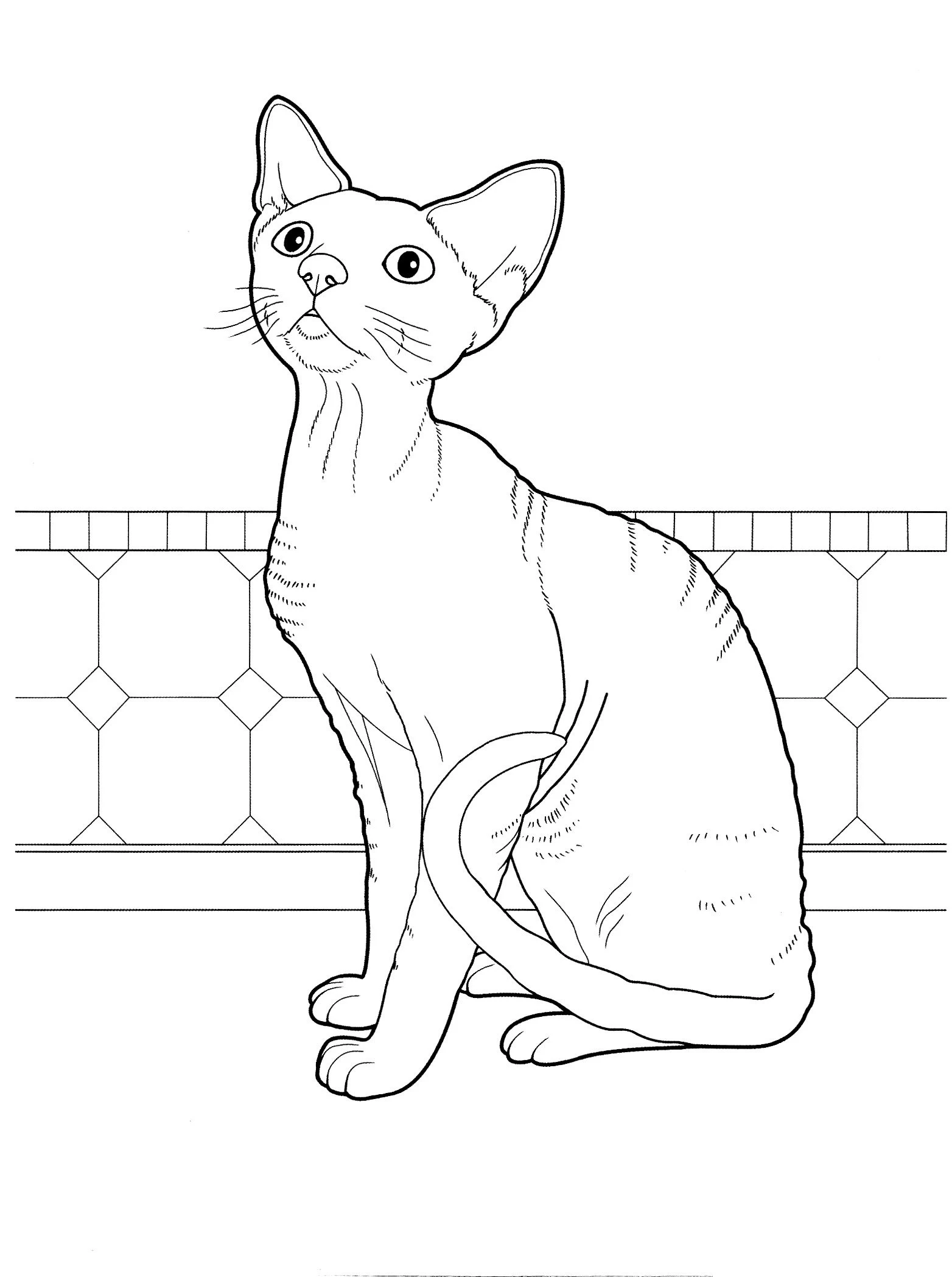 Kedi boyama sayfası – renkli çizimler, okul öncesi