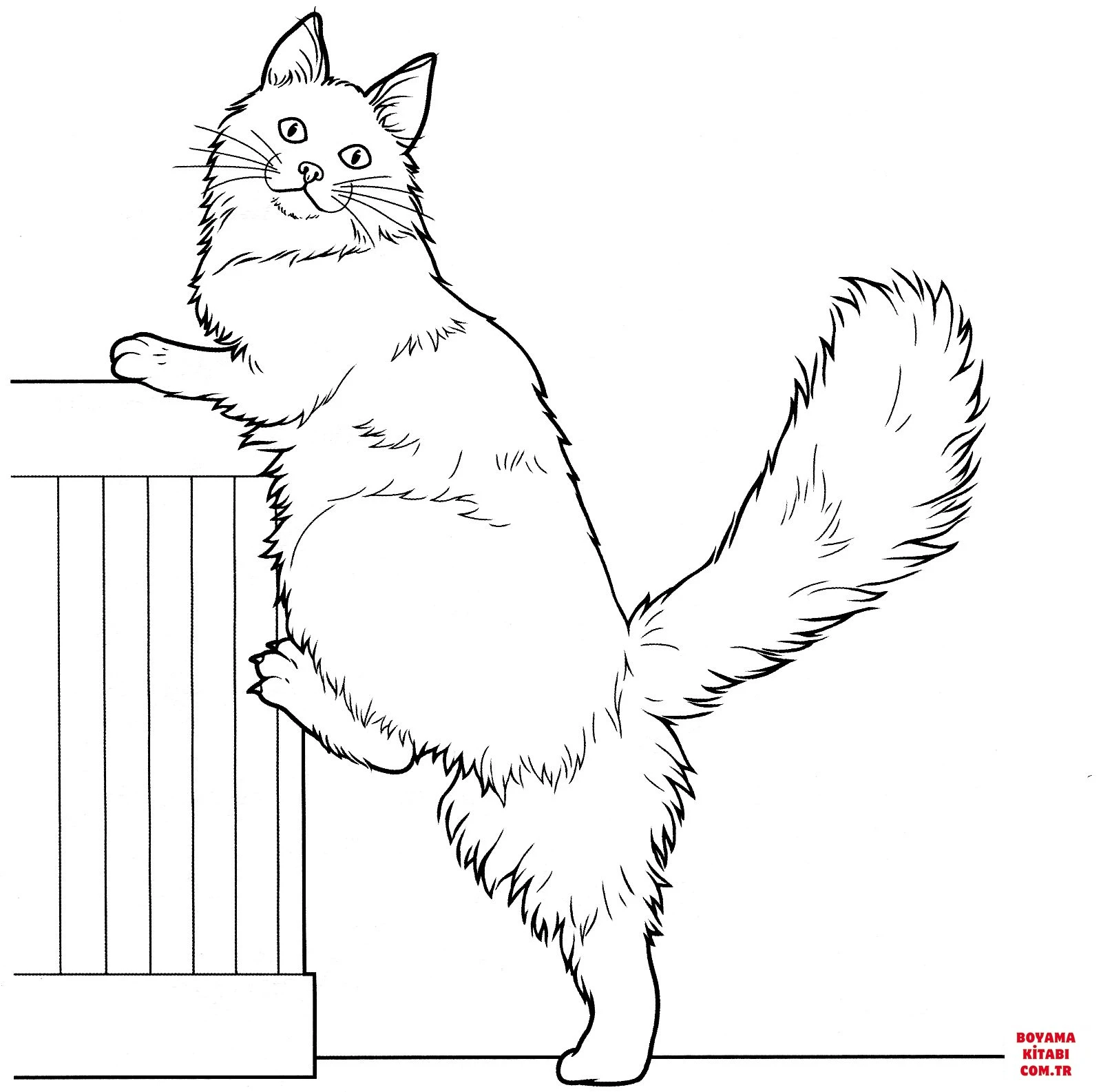 Kedi boyama sayfası – renkli çizimler, okul öncesi