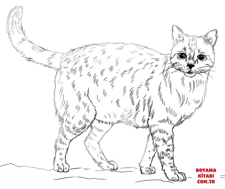 Kedi boyama sayfası – kolay boyama, eğitici aktivite