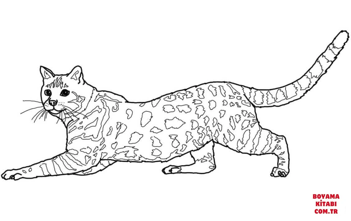 Kedi boyama sayfası – boyama etkinliği, çocuk aktivitesi