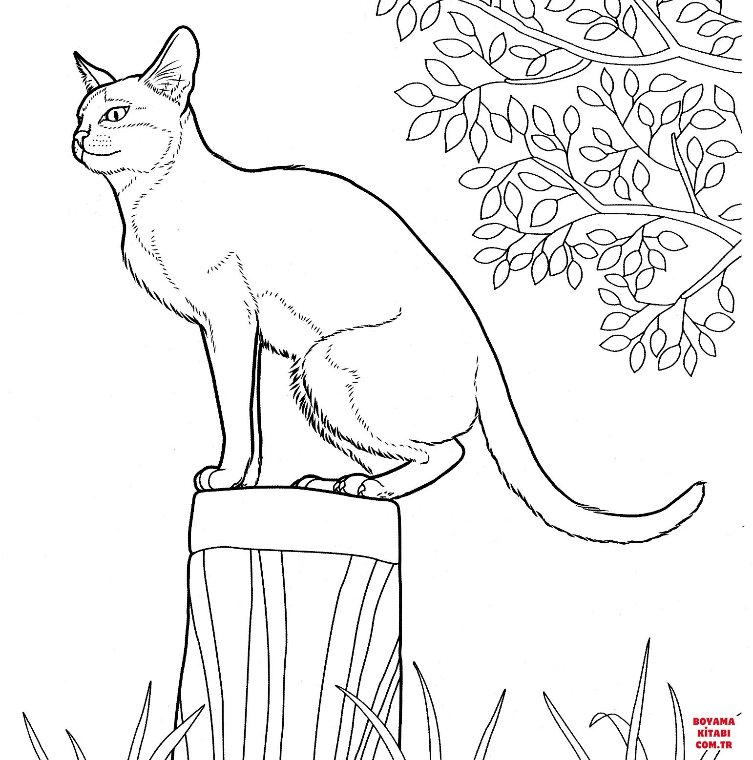 Kedi boyama sayfası – sanatsal çalışma, çocuklar için
