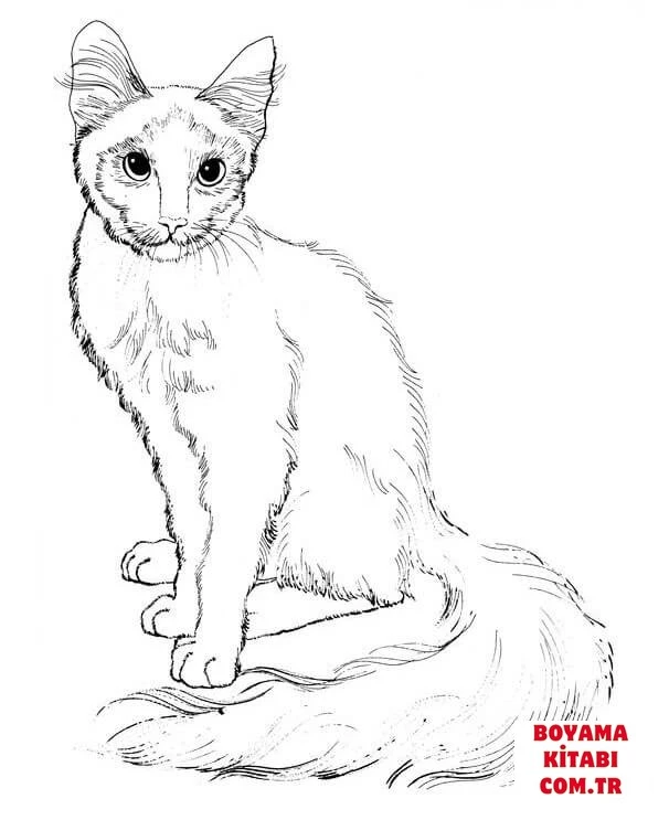Kedi boyama sayfası – boyama çalışması, yaratıcılığı geliştirir