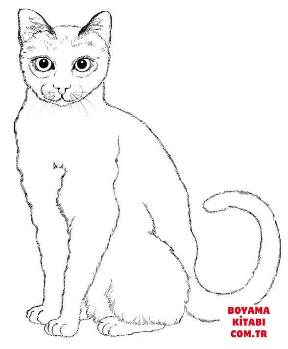 Kedi boyama sayfası – renkli çizimler, okul öncesi