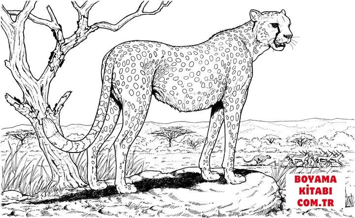 Çita boyama sayfası #24 – yaratıcılığı geliştirir, keyifli zaman