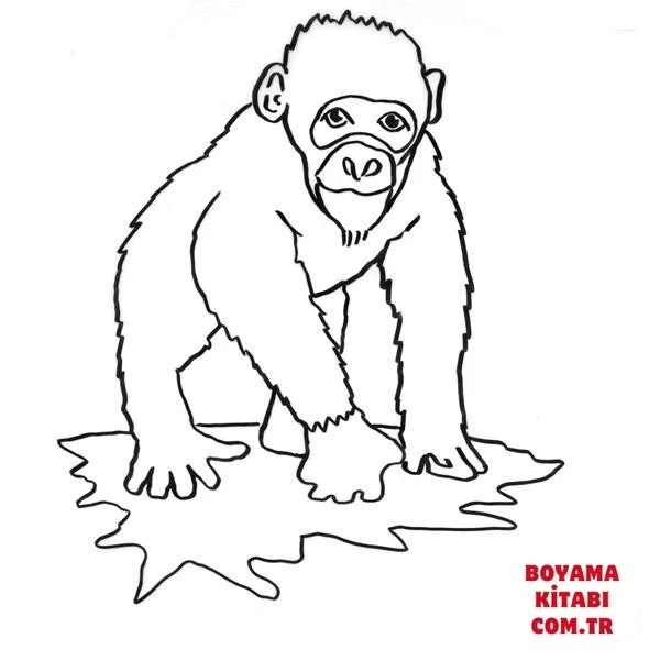 Maymun boyama sayfası – sanatsal çalışma, çocuklar için