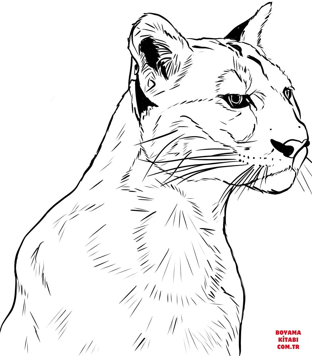 Puma boyama sayfası #23 – sınıf etkinliği, kolay indirilebilir