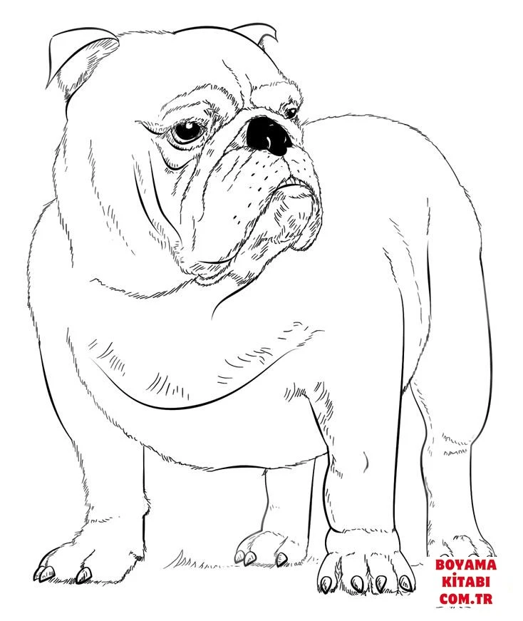 Köpek boyama sayfası #251 – yaratıcılık, doğum günü partisi aktivitesi