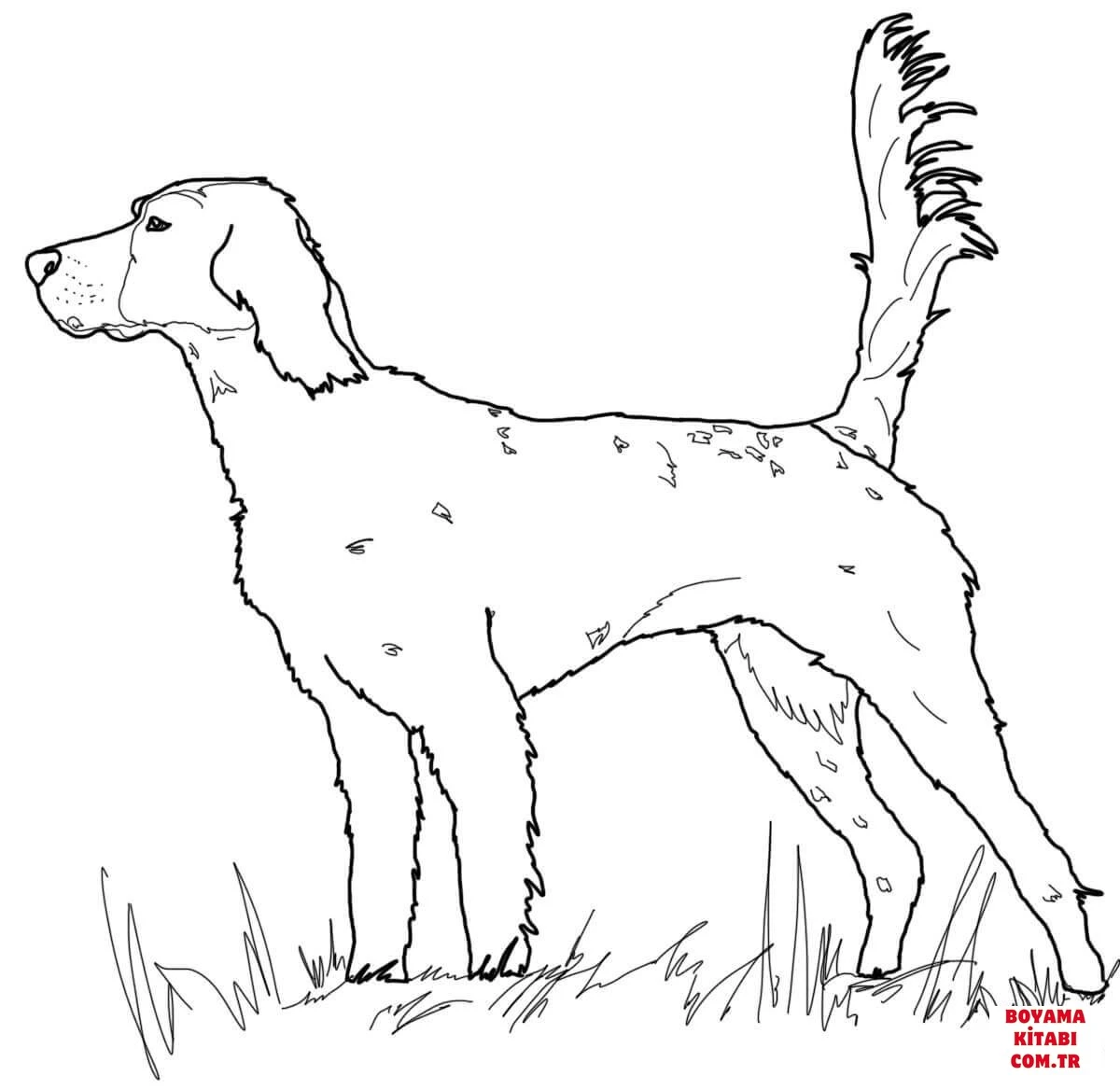 Köpek boyama sayfası #255 – ilkokul öğrencileri için, hayal gücünü besler