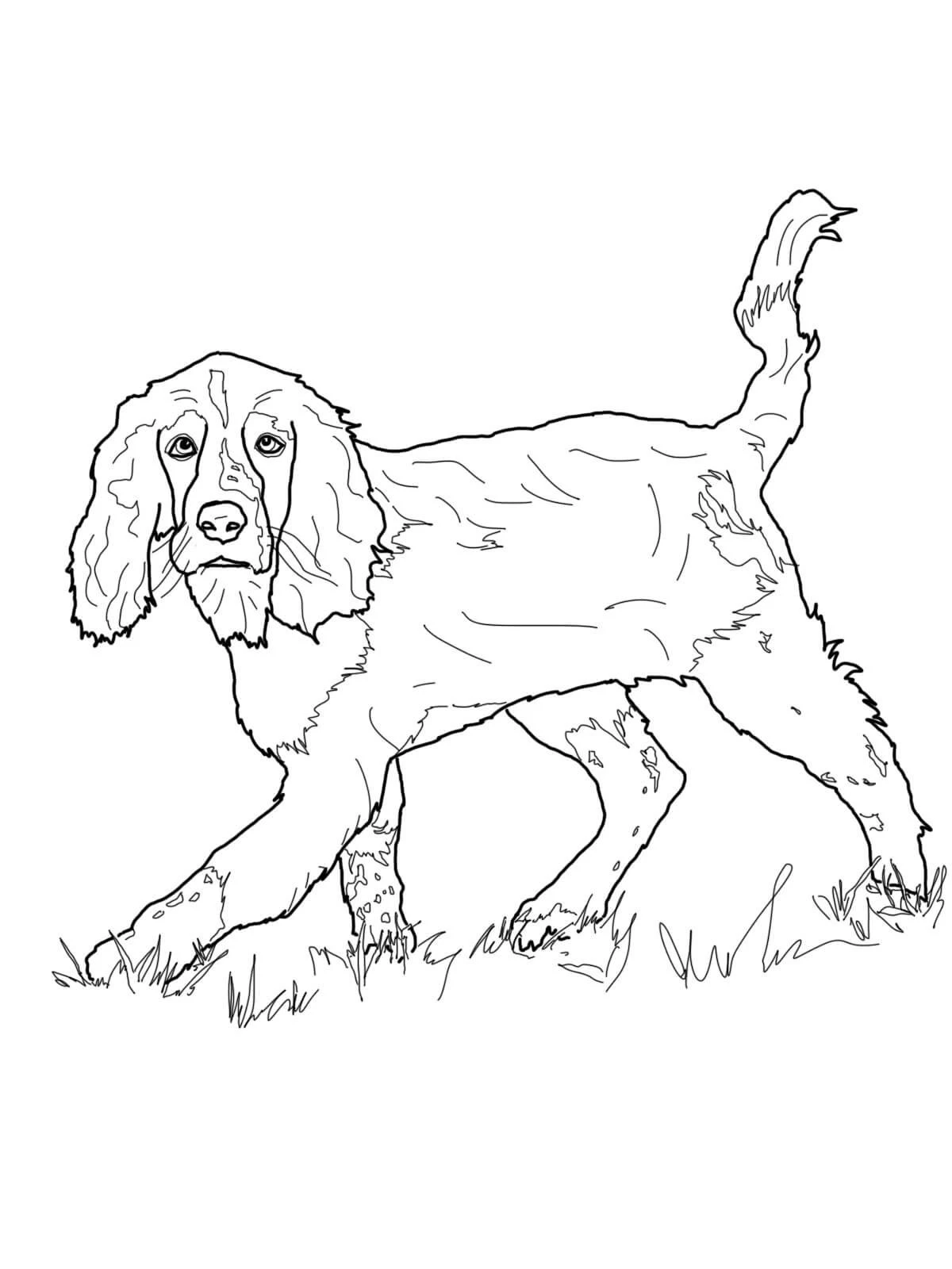 Köpek boyama sayfası #256 – aile ile vakit geçirme, renk bilgisini öğretir