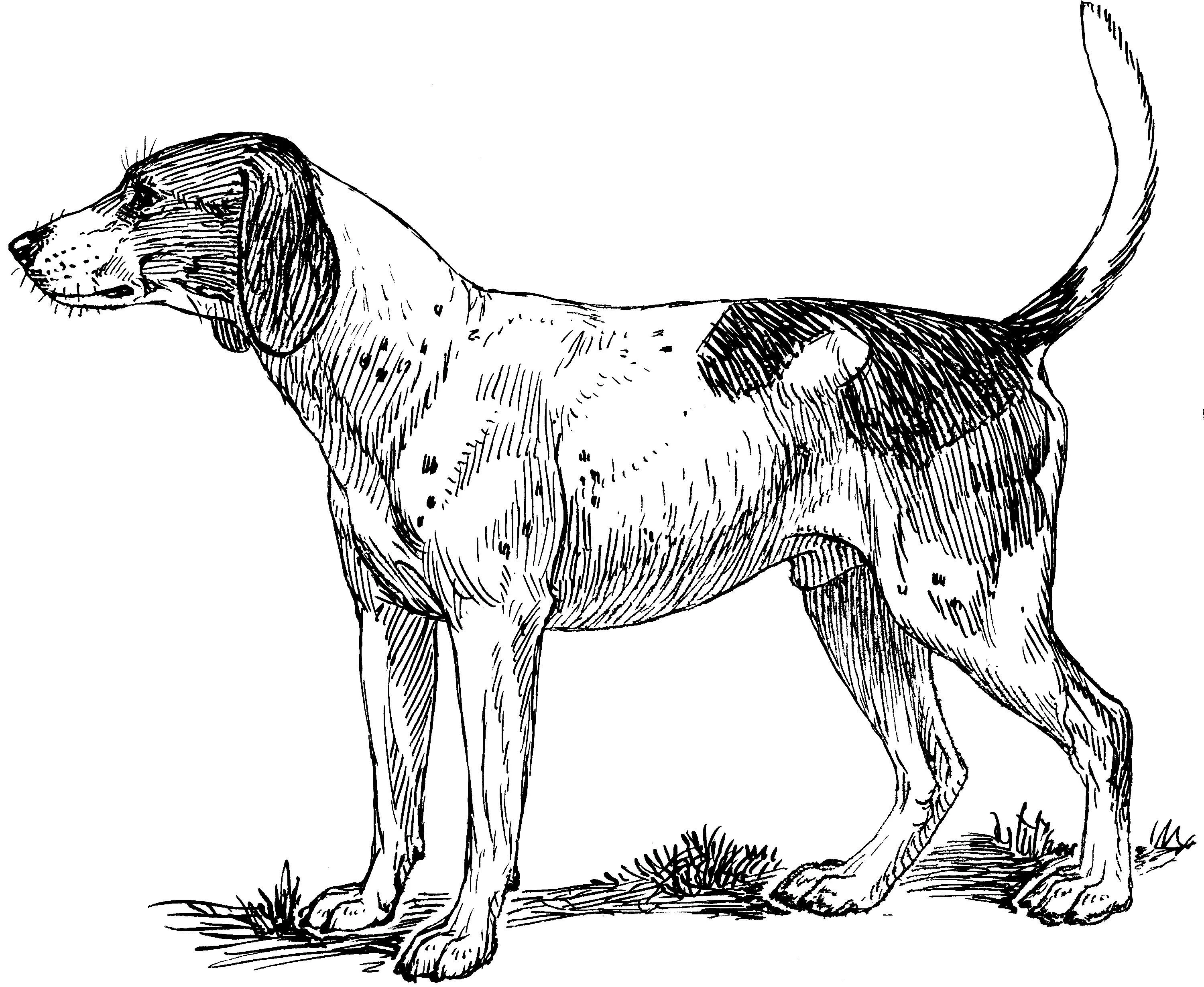 Köpek boyama sayfası #262 – hayal gücünü besler, tamamen ücretsiz