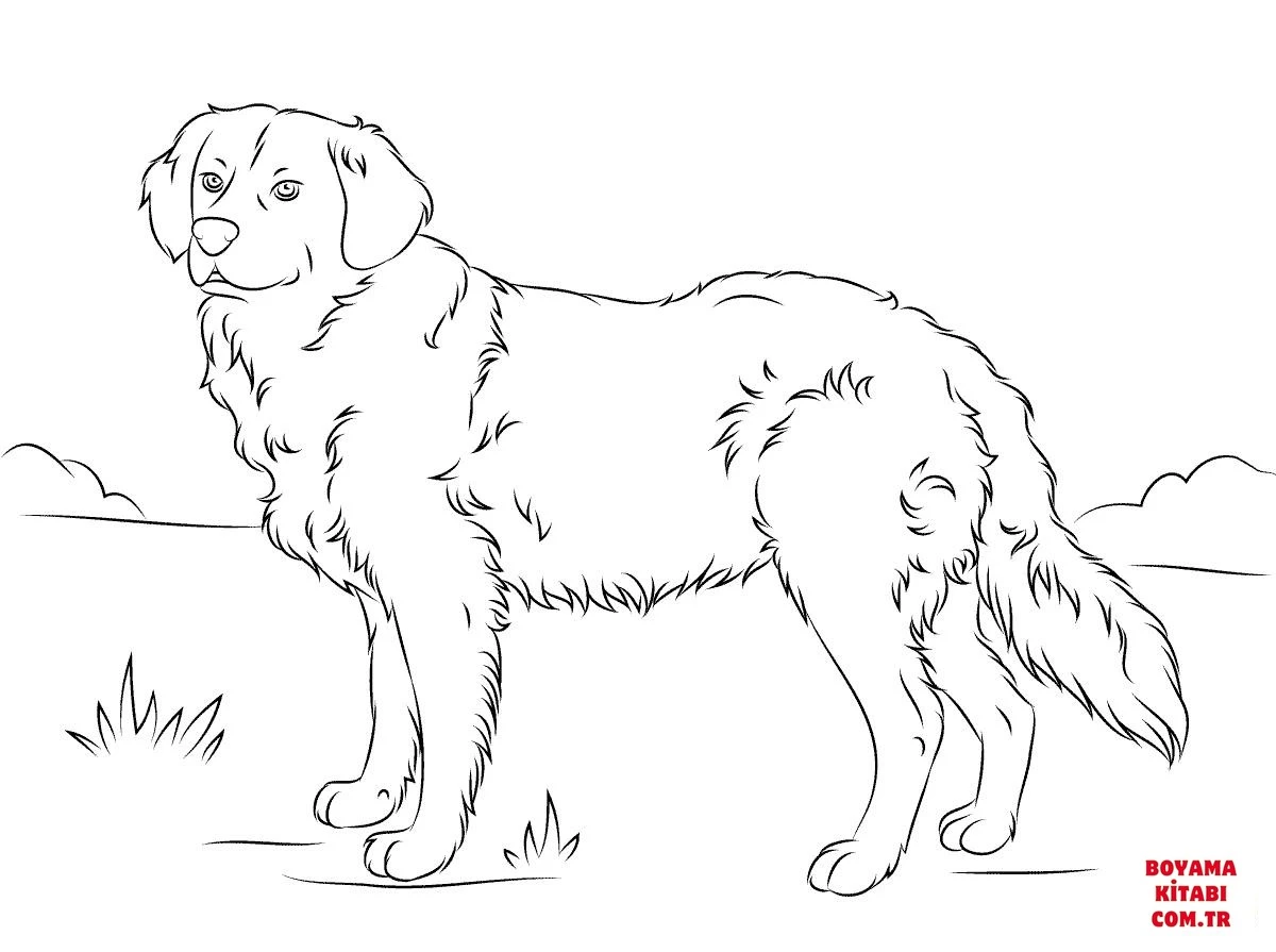 Köpek boyama sayfası #317 – kolay boyama, eğitici aktivite