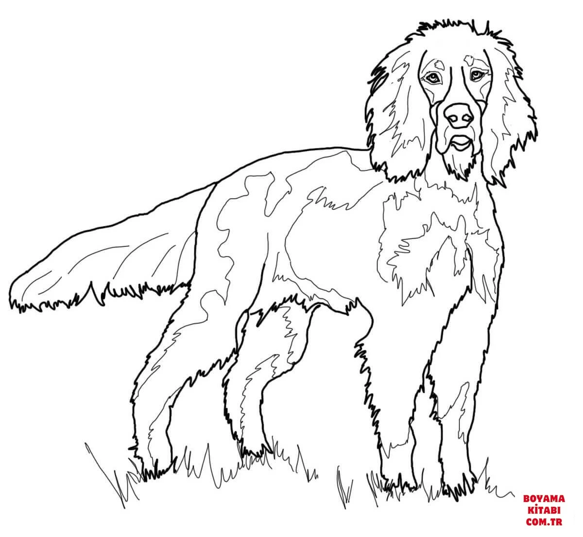 Köpek boyama sayfası #323 – çizgi film temalı, basit çizim
