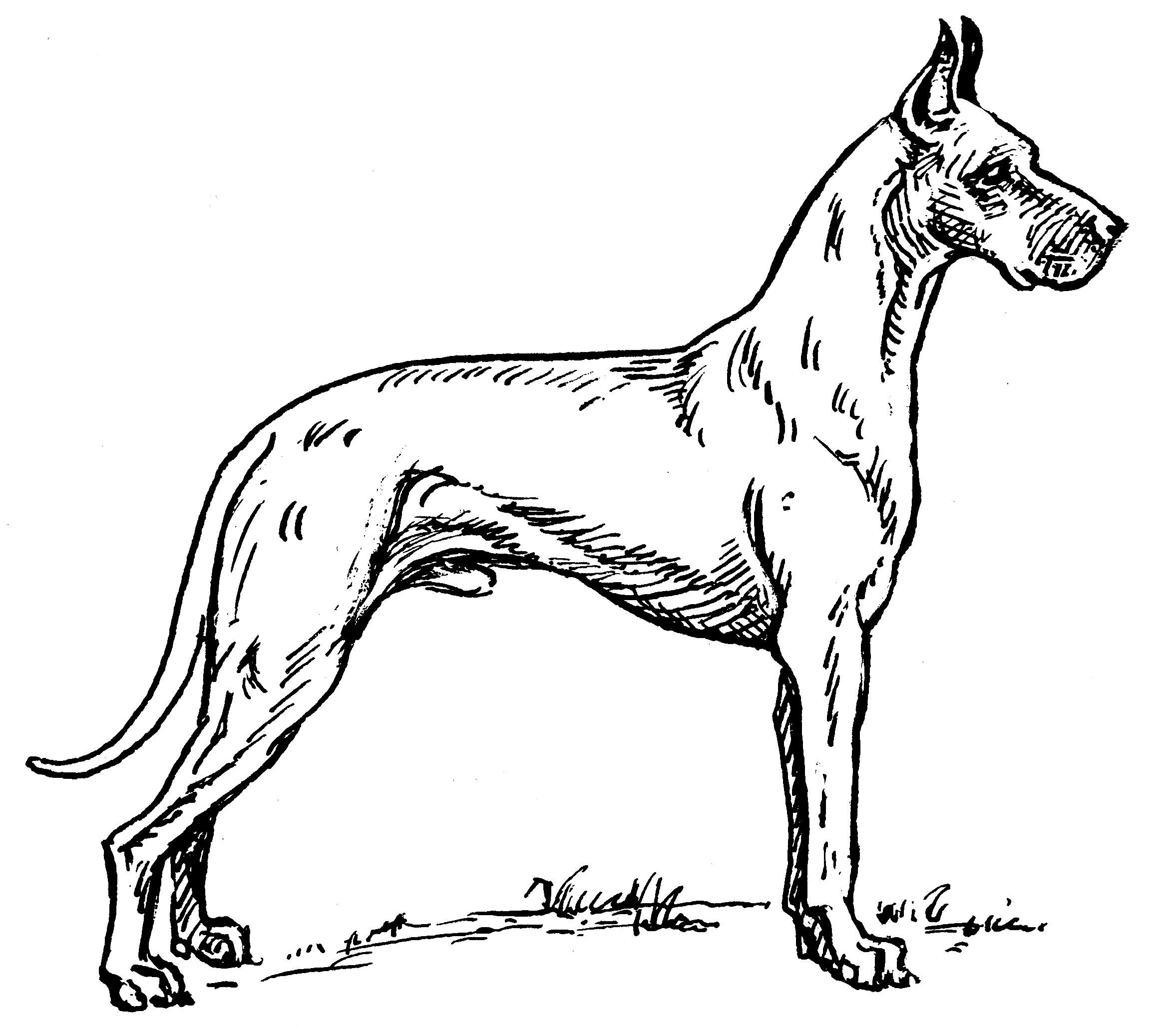 Köpek boyama sayfası #324 – eğitici aktivite, yaratıcılık