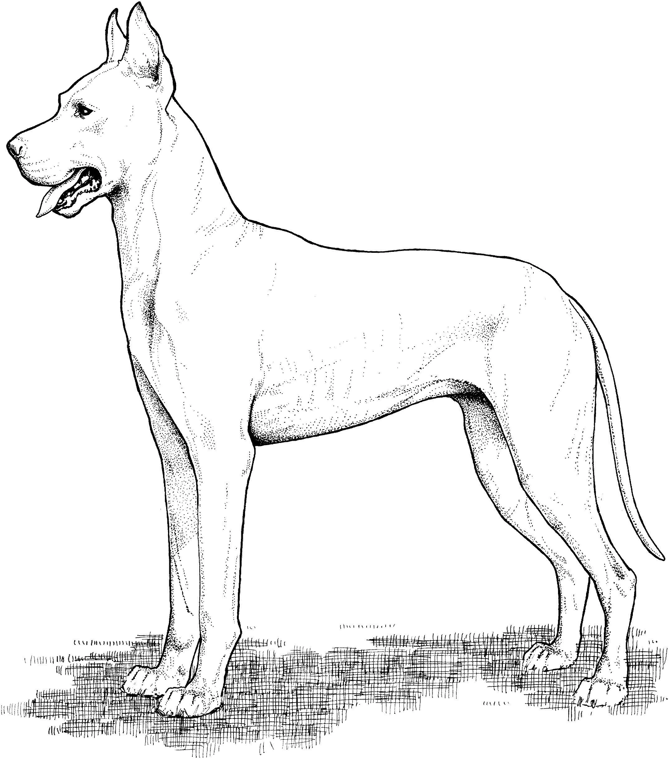 Köpek boyama sayfası #325 – el becerilerini geliştirir, boyama çalışması