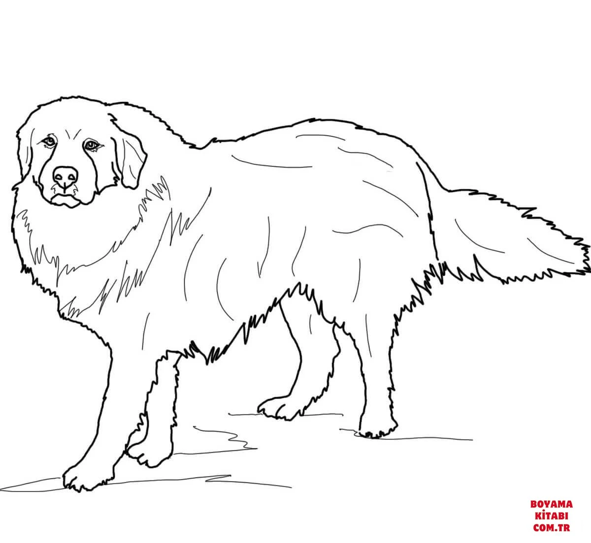 Köpek boyama sayfası #326 – keyifli zaman, renkli çizimler