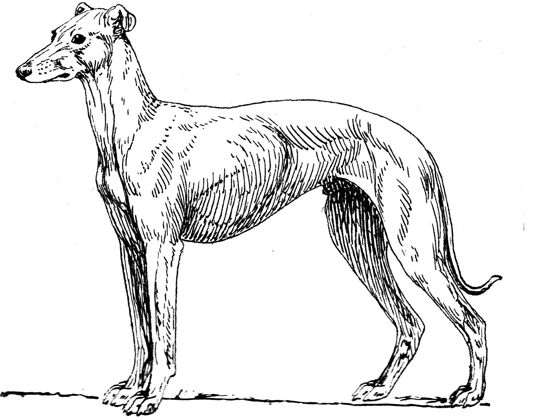 Köpek boyama sayfası #328 – çocuk aktivitesi, ilkokul öğrencileri için