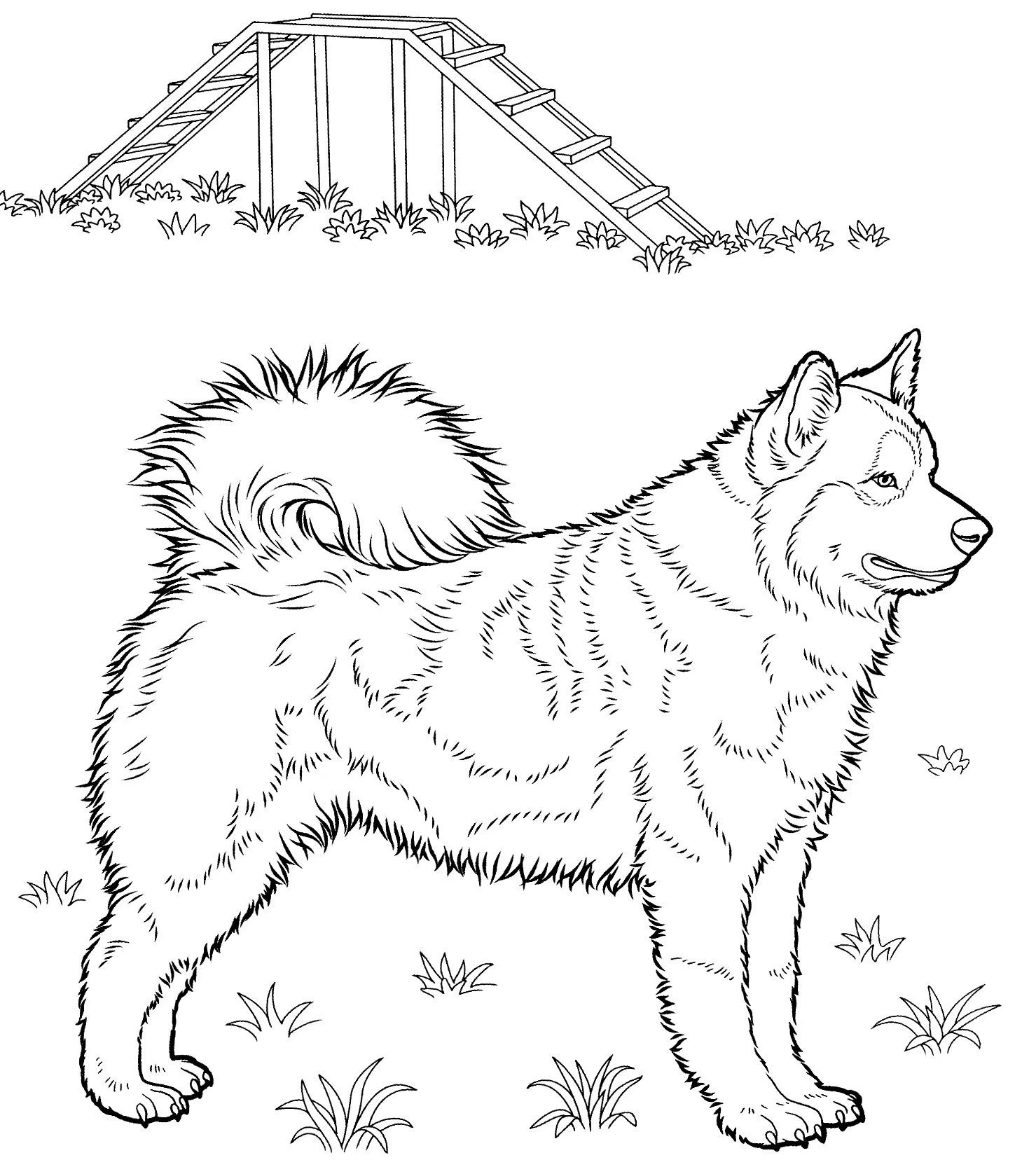 Köpek boyama sayfası #348 – mürekkep tasarrufu sağlar, PDF indir