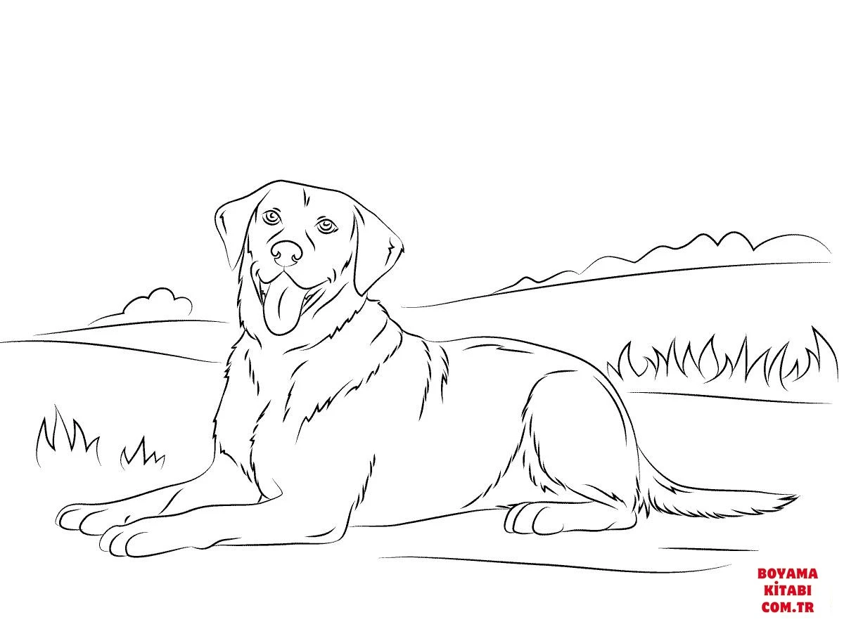 Köpek boyama sayfası #373 – renkli çizimler, dikkat ve odaklanma geliştirir