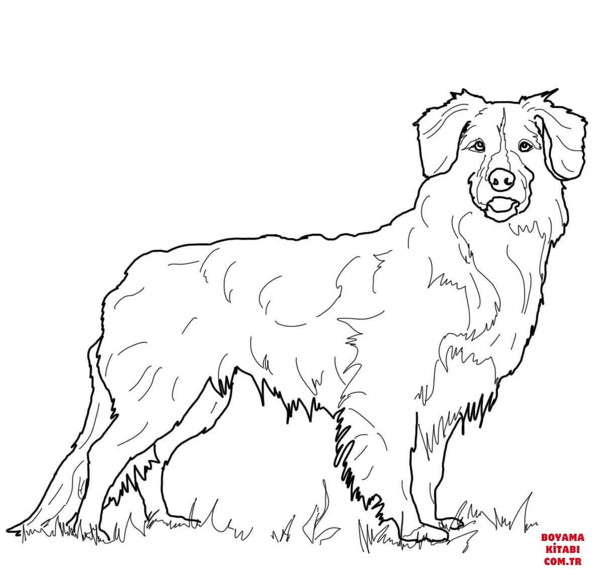Köpek boyama sayfası #394 – ücretsiz yazdır, boyama etkinliği
