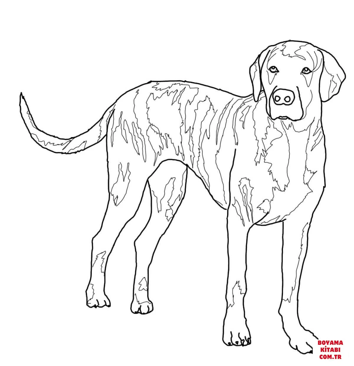 Köpek boyama sayfası #418 – doğum günü partisi aktivitesi, ekran süresine alternatif